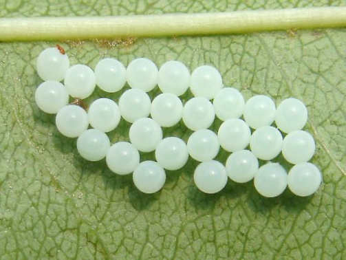 A cluster of BMSB eggs, small round white eggs, on a leaf.
