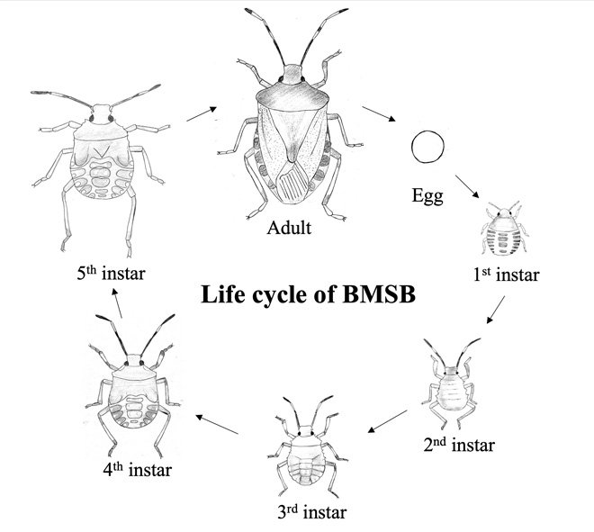 Graphic of a BMSB life cycle, progressing from egg through 5 nymphal instars to adult, and back to egg.