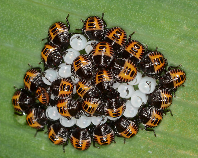 A cluster of first-instar BMSB nymphs on a leaf near their eggs. The nymphs are black and orange in color with round bodies