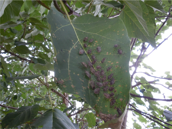 Catalpa leaf with a cluster of BMSB nymphs and adults.