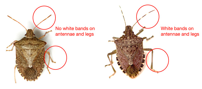 Comparison of a brown stink bug and a BMSB. The two look similar, but the BMSB is a darker brown color. The antennae and legs of each bug are circled. The brown stink bug is labeled "No white bands on antennae and legs" and the BMSB is labeled "White bands on antennae and legs."