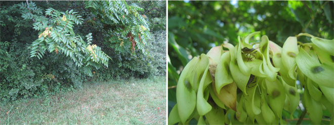 A tree-of-heaven, and a close-up of its leaves with BMSB on it.