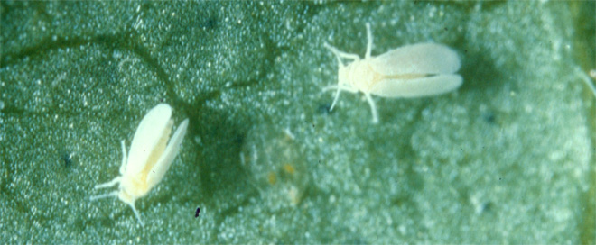 Adult silverleaf whiteflies on a leaf