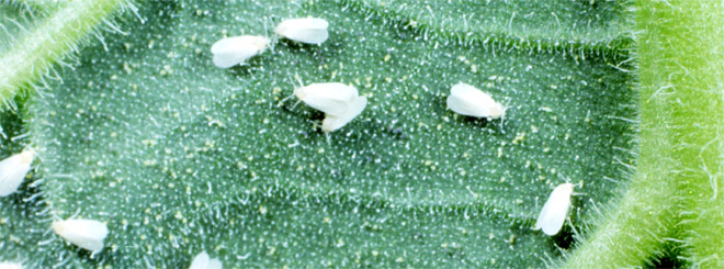 Adult silverleaf whiteflies on a leaf