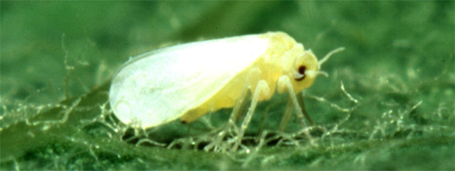 Adult silverleaf whitefly on a leaf