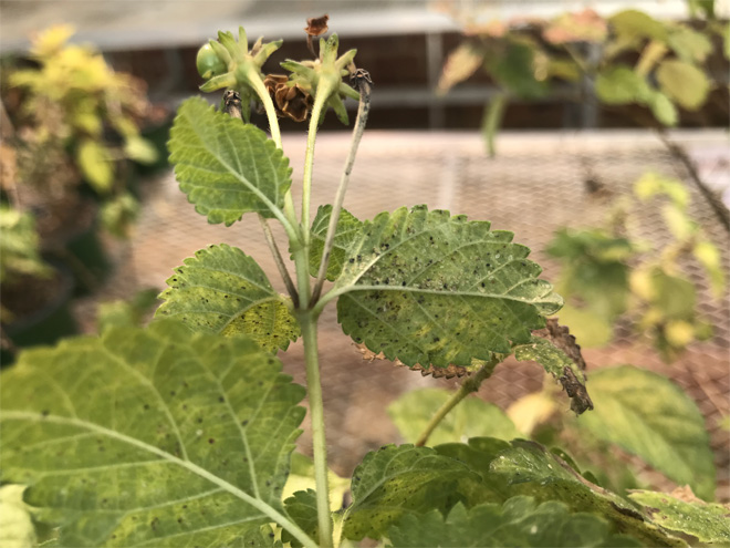 plant with damaged leaves from whitefly feeding