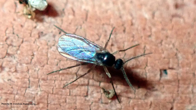 Adult fungus gnat, a small fly