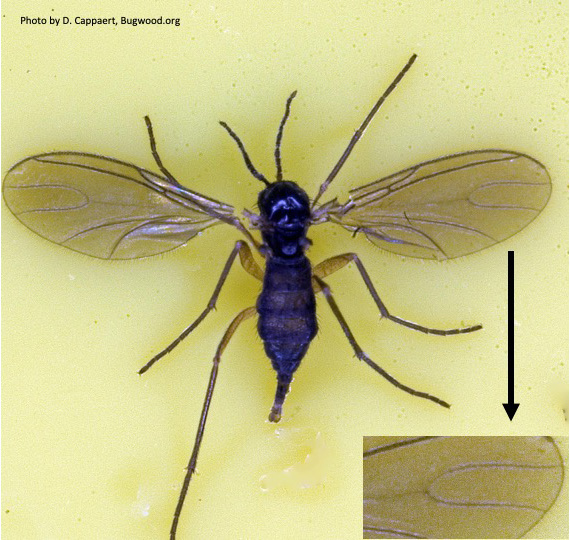 Fungus gnat with wings spread, and a close up of the end of one wing which has a Y-shaped vein