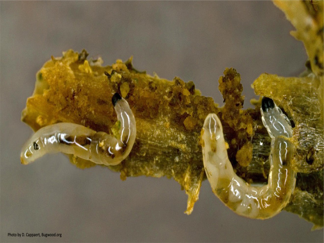 Fungus gnat larvae, which are yellowish maggots.