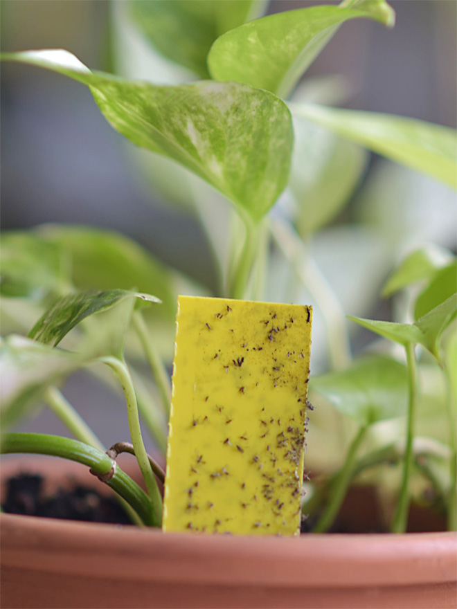 Potted houseplant with sticky trap in the pot. The sticky trap is speckled with trapped insects.