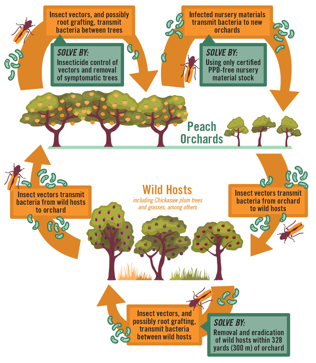 Phony peach disease cycle showing movement between peach orchards and wild hosts including Chickasaw plum trees and grasses, among others