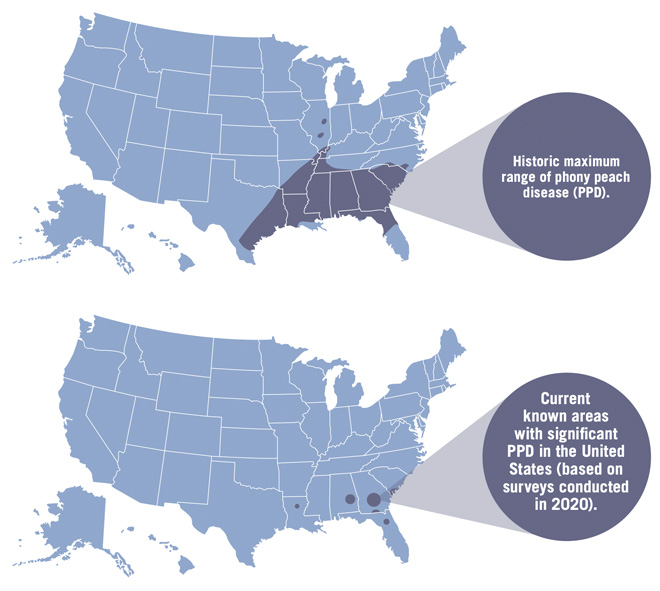 Two maps of the continental U.S. are shown. The historic range of PPD in the upper map covers much of the southeastern U.S. The current known areas with significant PPD, in the bottom map, are small dots covering parts of south Georgia, south Alabama, upper Louisiana, and the area close to Orlando in Florida. 