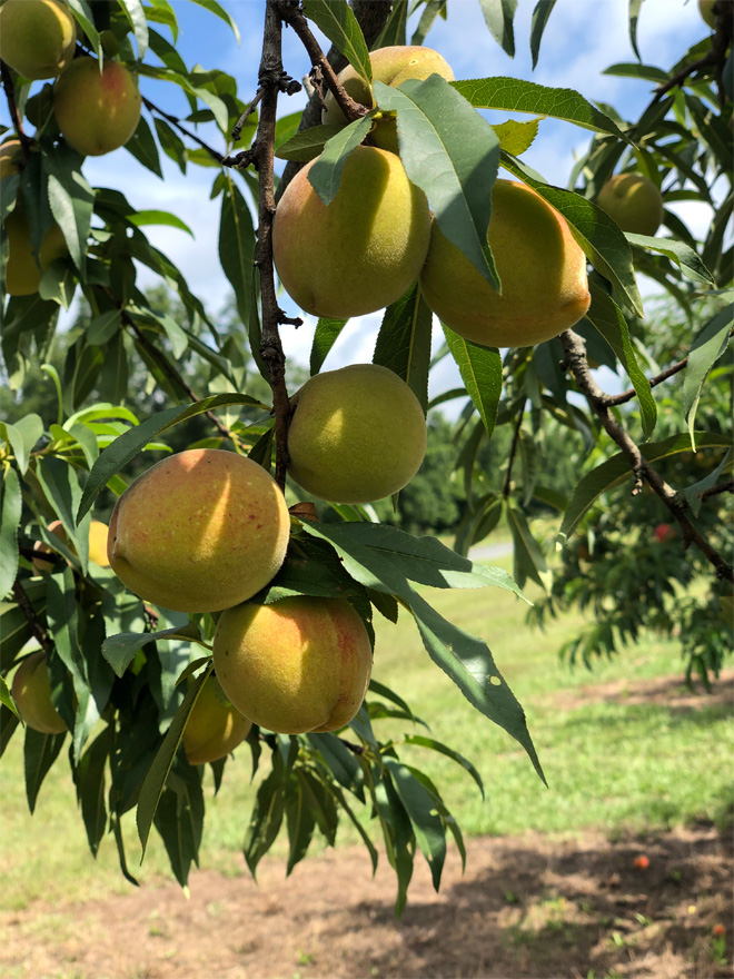 Phony peach diseased tree with unripe fruit