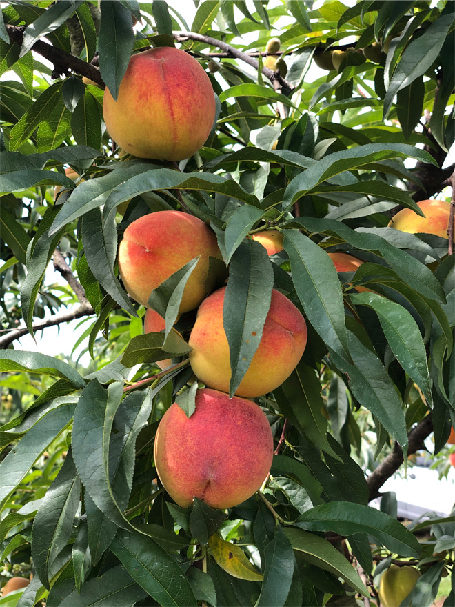 Healthy peach tree with ripe fruit