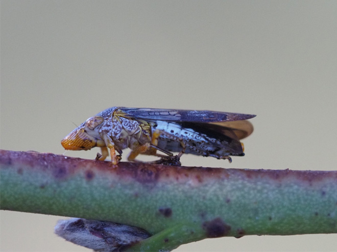 The glassy-winged sharpshooter is an irridescent insect resembling a moth with a pointed mouth-end.