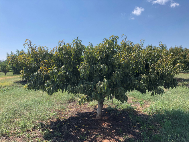 Peach tree affected with phony peach disease