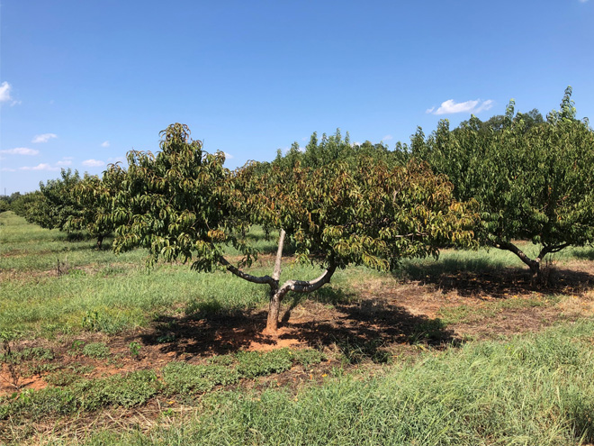 Peach tree with phony peach disease compared with a healthy tree. The diseased tree has more bronze and yellow leaves than the healthy tree which is green.