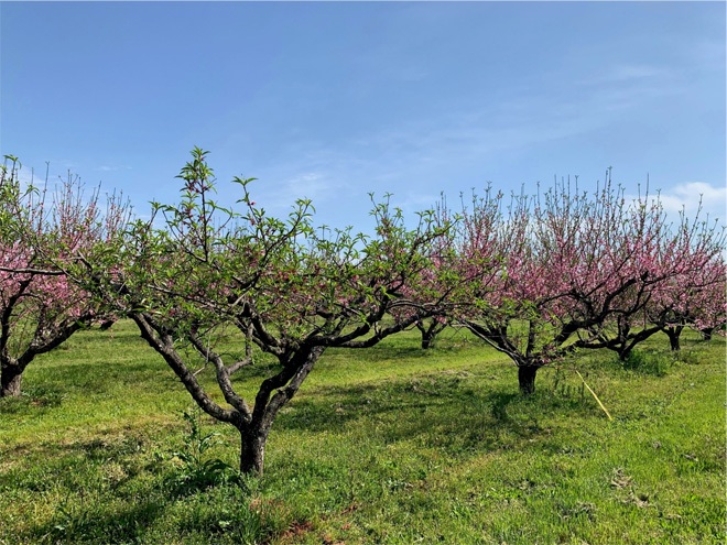 Tree diseased with phony peach compared to healthy trees. The diseased tree is green with leaves while the healthy trees have pink blossoms.