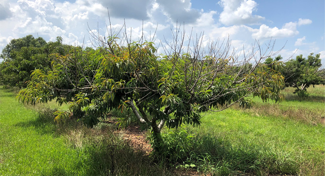 Peach tree with several bare branches from advanced phony peach disease