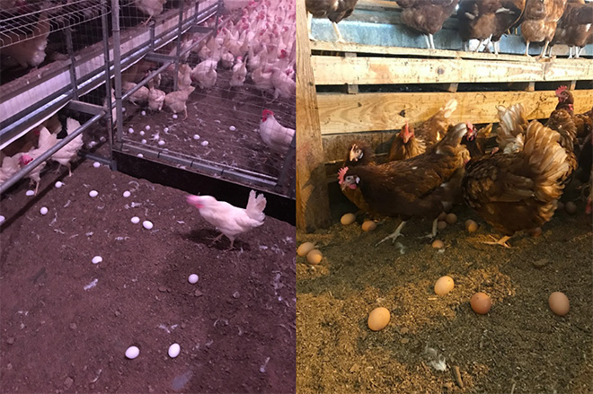 Side-by-side photos of hen houses with eggs laid around the floor.