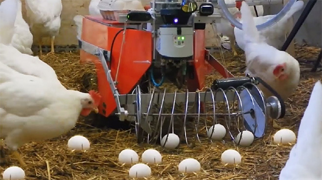 Chickens looking PoultryBot, a machine with a spring-shaped collection device.