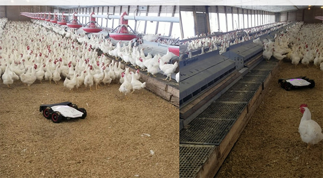 Broiler breeder houses full of chickens with a robot with a similar shape to a robotic vacuum.
