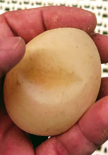Soft-shelled eggs are fragile and can easily be dented by touching with a finger as shown in this photo. There is a large indentation in a brownish egg from a person's thumb.