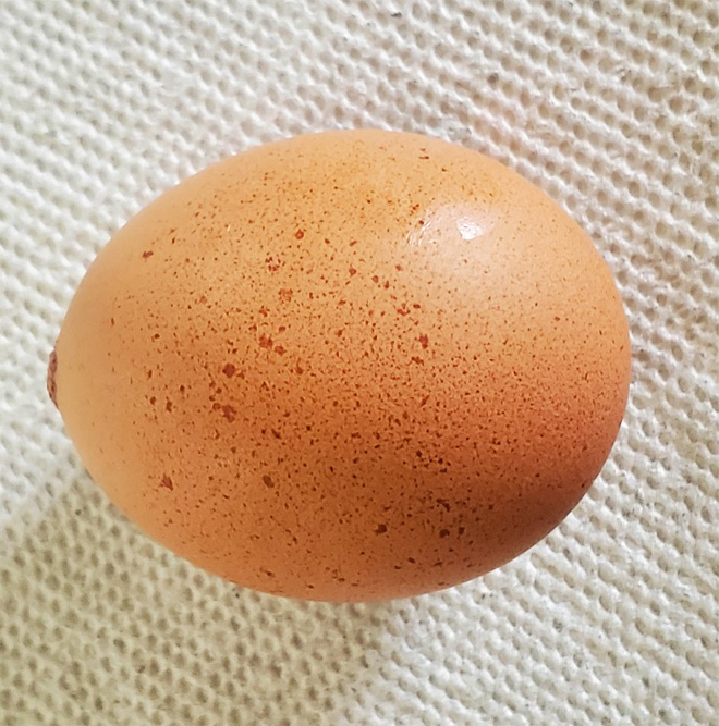 A brown egg with darker brown speckles on the shell.