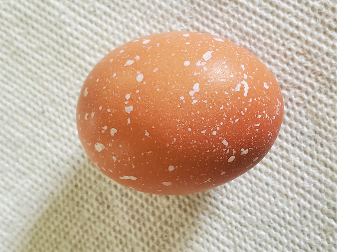 A brown egg with white speckles on its shell.