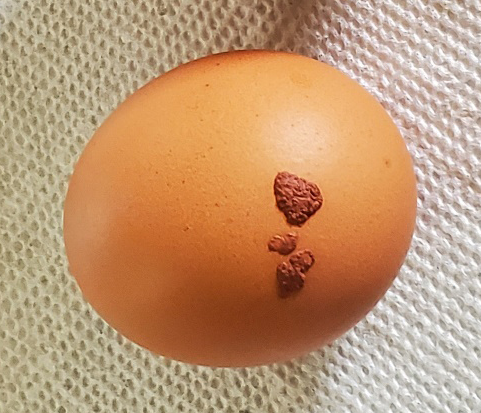 Brown egg with large, irregular, dark brown bumps on the surface