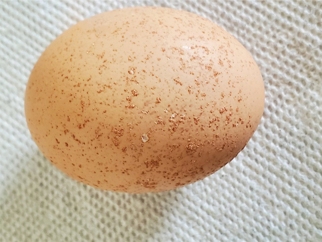 Pimpled brown eggs have a lot of tiny dark brown bumps on the surface of the lighter brown eggshell.