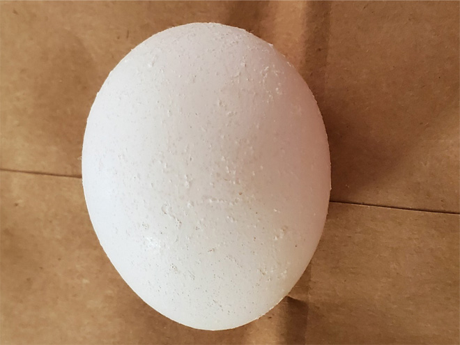 Pimpled white eggs have a rough texture and lots of tiny white bumps on the surface of the same-color-white eggshell.