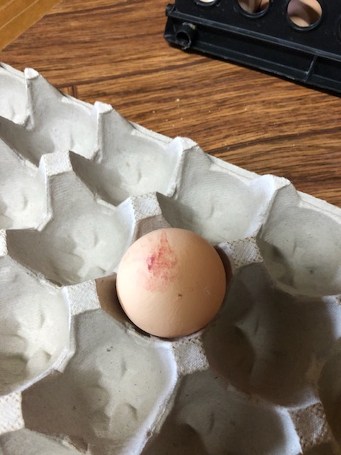 A brown egg is sitting in an egg crate on a table, and there is a swirly reddish-brown stain visible on the top of the egg.