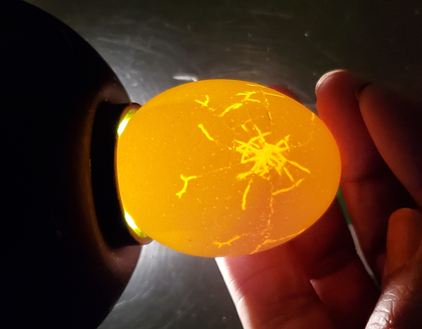 When candled, cracks in cracked eggs glow much brighter than the rest of the eggshell. In this image they appear bright yellow against a darker yellow shell.