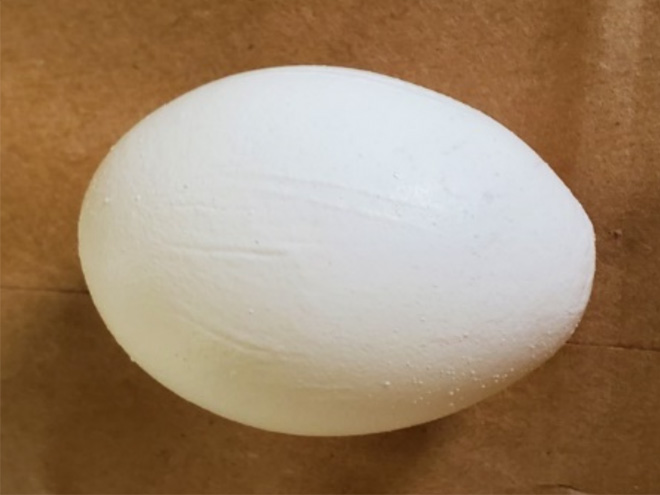 White egg with wrinkled appearance of the shell