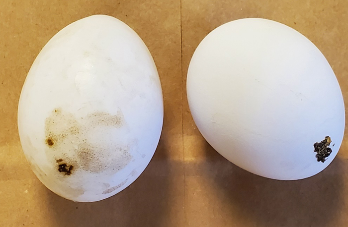 Dirty eggs with visible dark stains on the white egg shells.