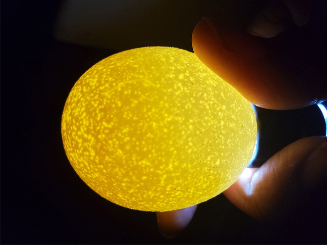 When a mottled egg is candled, or lit from one end by a bright light held up against the shell, tiny speckles or spots are visible in the surface of the shell.