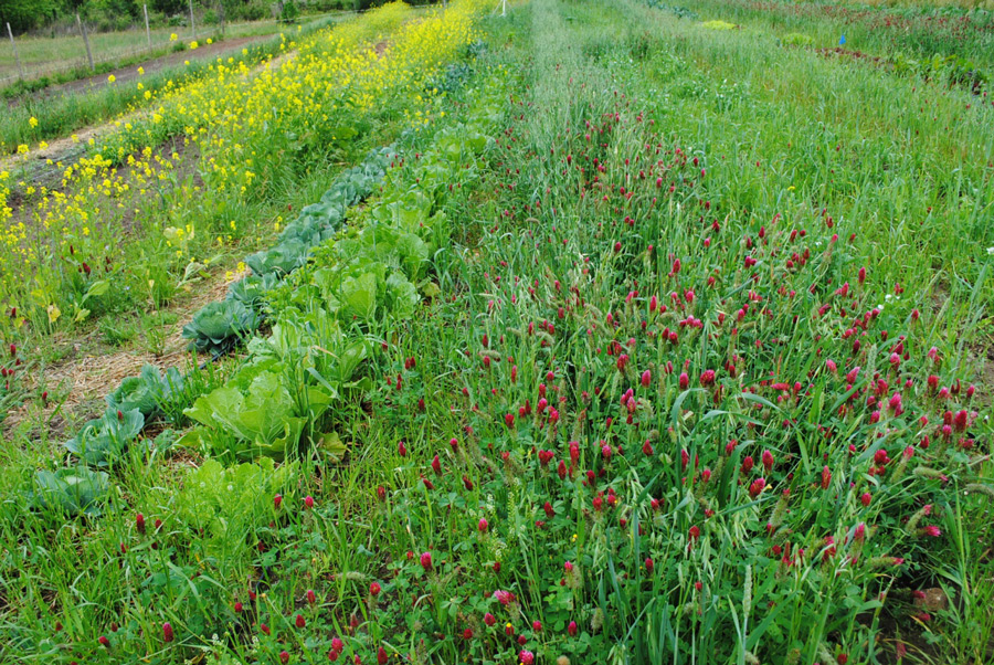 Rows of plants and flowers with a wide row of red clover growing as a cover crop.