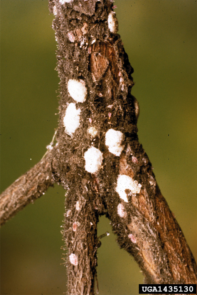 Branch with white spots on it, which are female azalea bark scales.