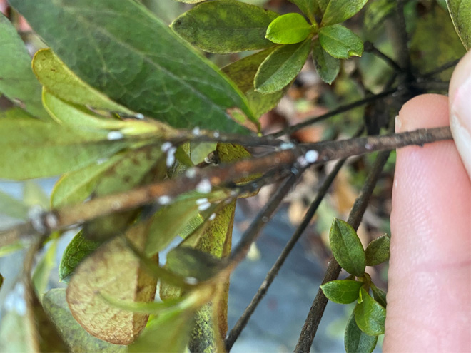 Azalea stems with azalea bark scales.
