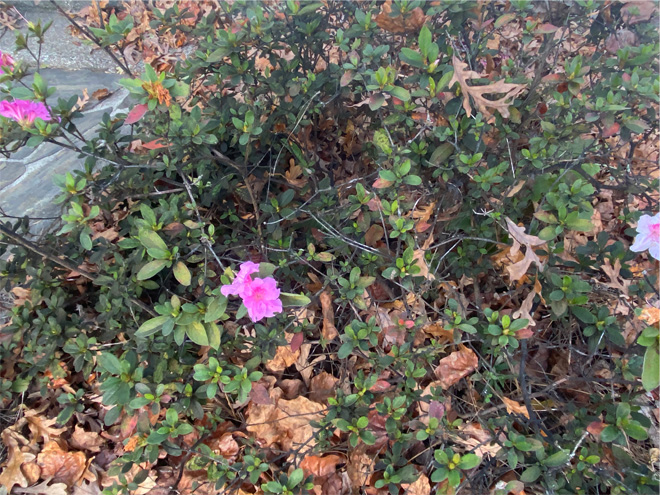 Azalea bush with thin leaves and several bare branches.