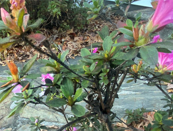 Azalea bush with sooty mold fungus on the branches.