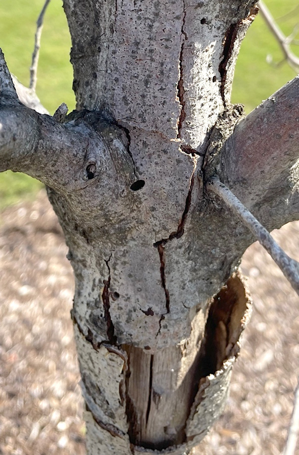 Splitting of bark and “D” shaped exit holes, characteristic of buprestid beetle damage.