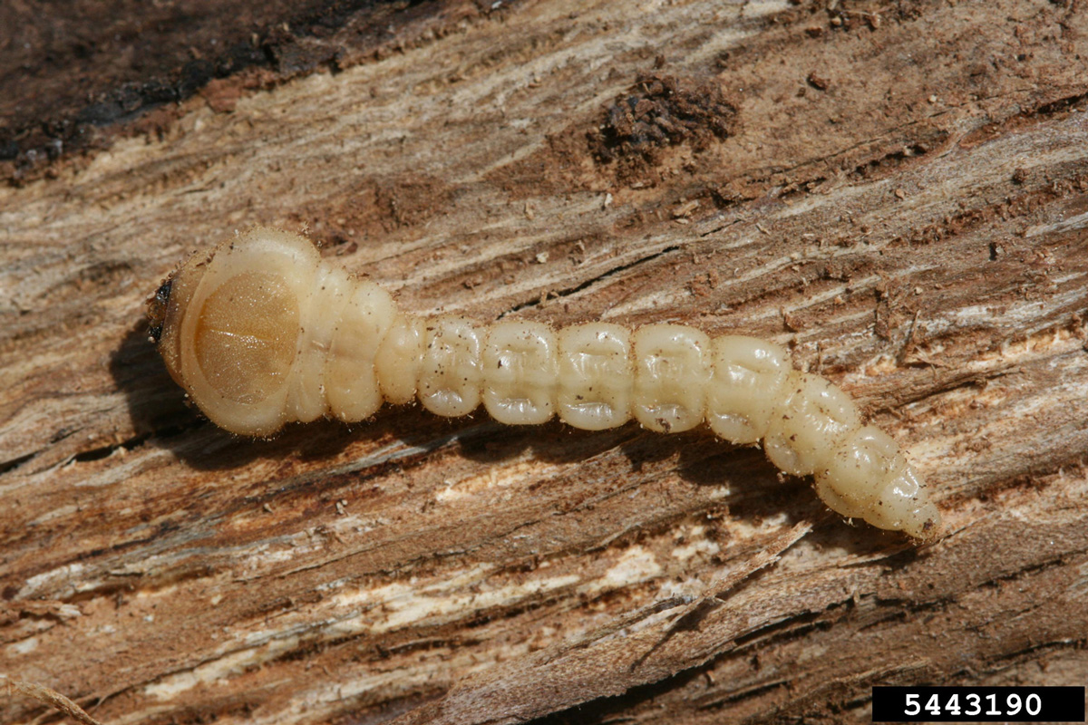 Flatheaded borer larva are white and segmented with a flat, oval-shaped head.