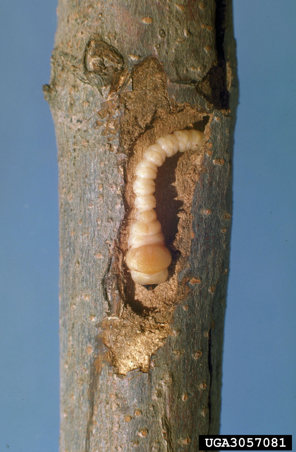 Tunnels appear under or through the bark when larva of the flatheaded appletree borer feed on trees.