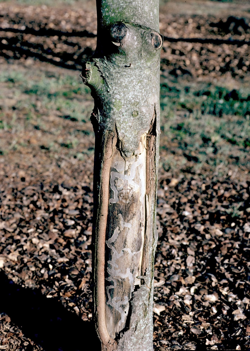 A canker is an unsightly area of trunk damage caused by larvae.
