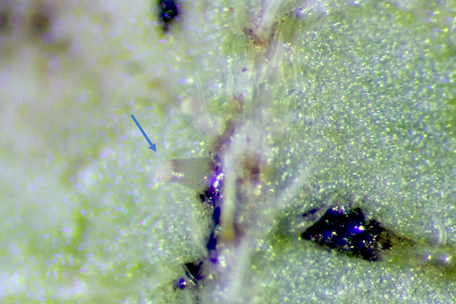 Macro photo of a leaf showing a lantana lace bug egg.
