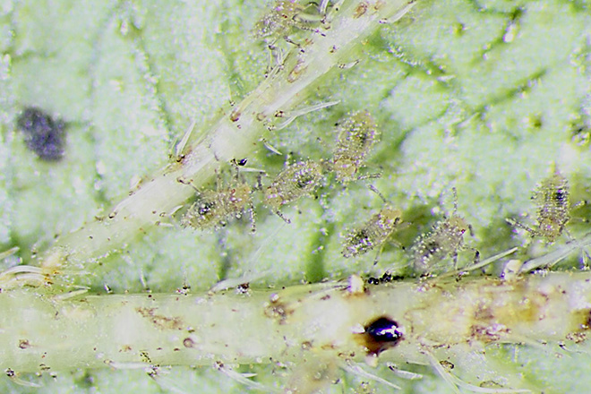 Lantana leaf showing translucent lace bug nymphs.