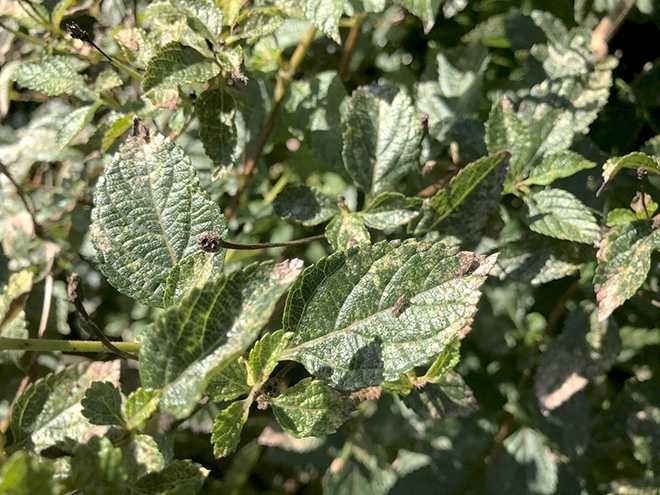Lantana plant with browning leaves
