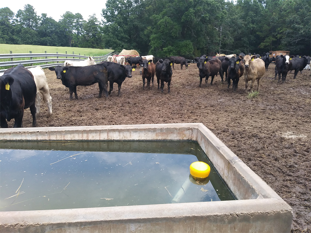 A water trough located in a corral full of cows